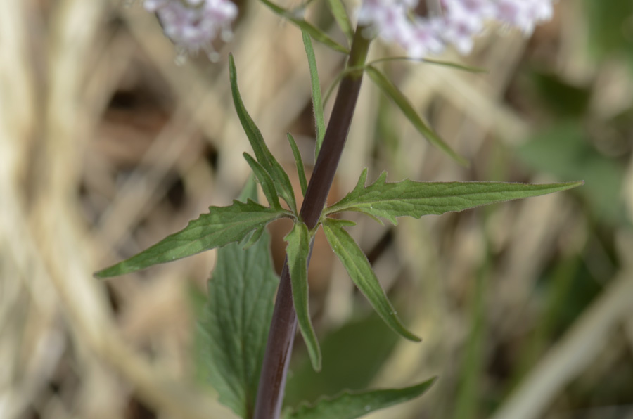 Valeriana tripteris / Valeriana trifogliata